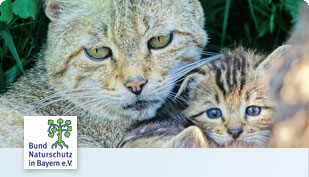 iloxx hilft Bund Naturschutz Wildkatzenprojekt iloxx hilft Bund Naturschutz Wildkatzenprojekt